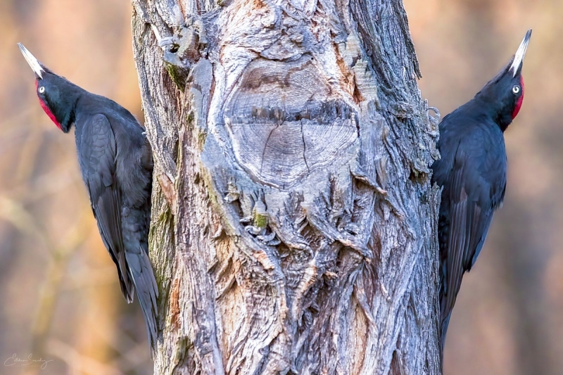 black woodpeckers